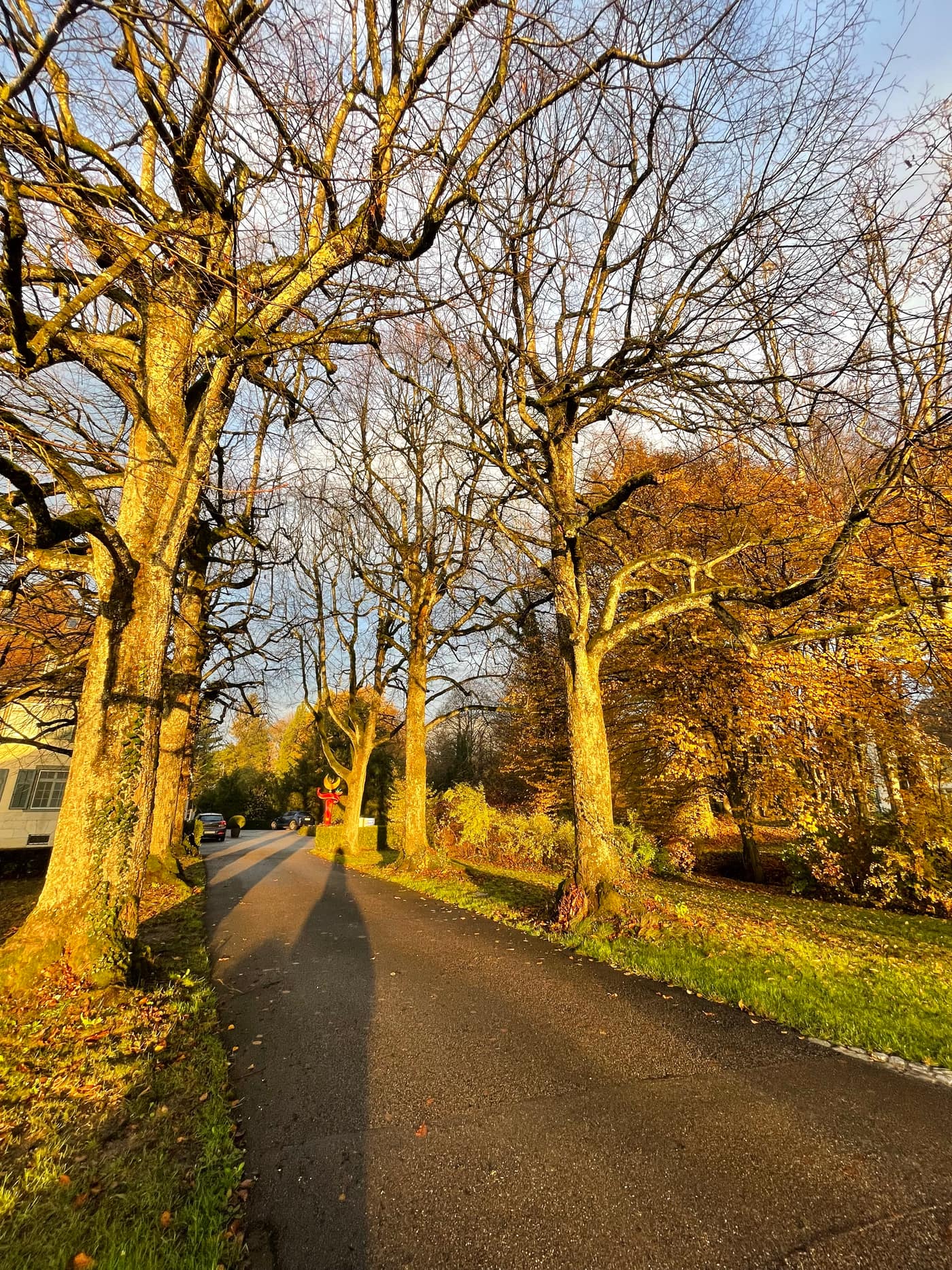 The avenue at Wylihof in autumn